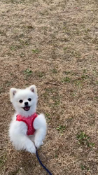 新井原博ブリーダーからお迎えしたポメラニアン：しおんちゃん