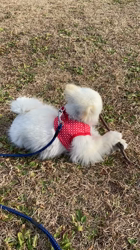 新井原博ブリーダーからお迎えしたポメラニアン：しおんちゃん