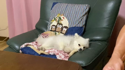 新井原博ブリーダーからお迎えしたポメラニアン：しおんちゃん