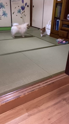 新井原博ブリーダーからお迎えしたポメラニアン：しおんちゃん