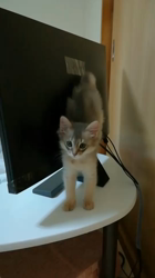 吉田真理子ブリーダーからお迎えしたソマリ：シルクくん