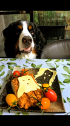 清水知之ブリーダーからお迎えしたバーニーズ・マウンテン・ドッグ：ZEUSくん