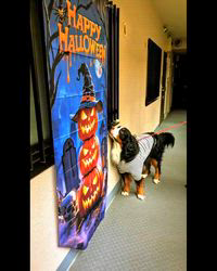 清水知之ブリーダーからお迎えしたバーニーズ・マウンテン・ドッグ：ZEUSくん