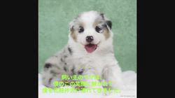 李楡燁ブリーダーからお迎えしたオーストラリアン・シェパード：蒼鷹くん