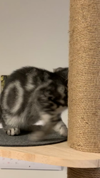 久保田みね子ブリーダーからお迎えしたアメリカンショートヘア：スーリヤちゃん