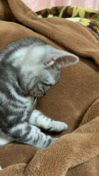 久保田みね子ブリーダーからお迎えしたアメリカンショートヘア：スーリヤちゃん