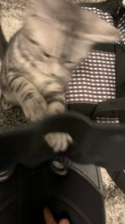 久保田みね子ブリーダーからお迎えしたアメリカンショートヘア：スーリヤちゃん