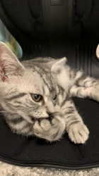 久保田みね子ブリーダーからお迎えしたアメリカンショートヘア：スーリヤちゃん