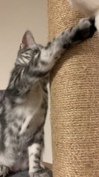 久保田みね子ブリーダーからお迎えしたアメリカンショートヘア：スーリヤちゃん