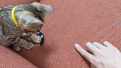 堀川洋子ブリーダーからお迎えしたベンガル：しゃけたろうくん