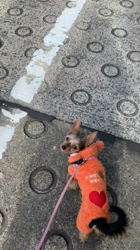 齋藤邦子ブリーダーからお迎えしたMIX(チワワ×ヨーキー)：エスちゃん