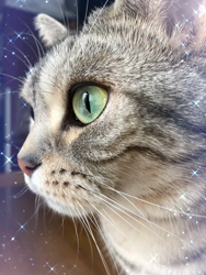 小林徹ブリーダーからお迎えしたアメリカンショートヘア：凛くん