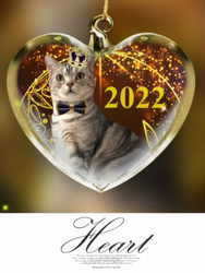 小林徹ブリーダーからお迎えしたアメリカンショートヘア：凛くん