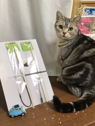 小林徹ブリーダーからお迎えしたアメリカンショートヘア：凛くん