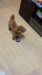 上神田千秋ブリーダーからお迎えしたトイプードル：クララちゃん