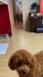 上神田千秋ブリーダーからお迎えしたトイプードル：クララちゃん