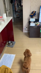 上神田千秋ブリーダーからお迎えしたトイプードル：クララちゃん