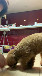 上神田千秋ブリーダーからお迎えしたトイプードル：クララちゃん