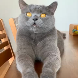 東郷正史ブリーダーからお迎えしたブリティッシュショートヘア：イクラくん