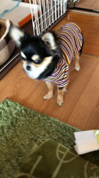 西村文子ブリーダーからお迎えしたチワワ(ロング)：ハチちゃん