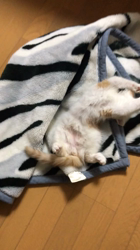 熊田貞子ブリーダーからお迎えしたメインクーン：とらおくん