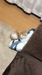 熊田貞子ブリーダーからお迎えしたメインクーン：とらおくん