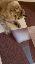 伊藤美知子ブリーダーからお迎えしたミヌエット：萌々(もも)ちゃん