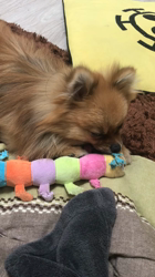 玉川美佐子ブリーダーからお迎えしたポメラニアン：コタローくん