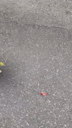 玉川美佐子ブリーダーからお迎えしたポメラニアン：コタローくん