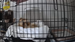 玉川美佐子ブリーダーからお迎えしたポメラニアン：コタローくん