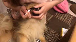 玉川美佐子ブリーダーからお迎えしたポメラニアン：コタローくん