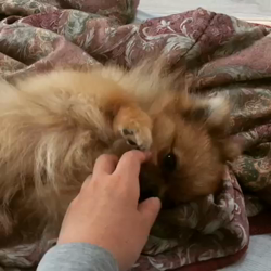 玉川美佐子ブリーダーからお迎えしたポメラニアン：コタローくん