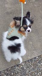 井上律子ブリーダーからお迎えしたミックス(チワワ×パピヨン)：殿くん