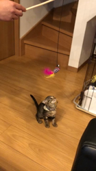 宮崎直美ブリーダーからお迎えしたマンチカン：銀太郎くん