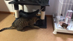 宮崎直美ブリーダーからお迎えしたマンチカン：チキちゃん