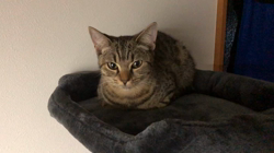 宮崎直美ブリーダーからお迎えしたマンチカン：チキちゃん