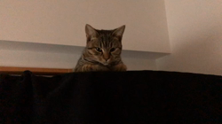 宮崎直美ブリーダーからお迎えしたマンチカン：チキちゃん