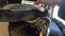 宮崎直美ブリーダーからお迎えしたマンチカン：チキちゃん