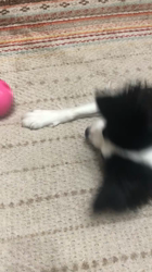 土生善一ブリーダーからお迎えしたボーダーコリー：うめちゃん