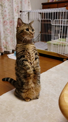細谷まりえブリーダーからお迎えしたマンチカン：うにちゃん