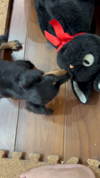 岩井薫ブリーダーからお迎えしたミニチュアダックスフンド(ロング)：ナナキくん