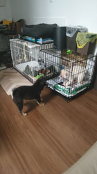 小山敏恵ブリーダーからお迎えした柴犬：ホクトくん