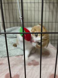 纐纈亮二ブリーダーからお迎えしたスコティッシュフォールド：ゆいちゃん