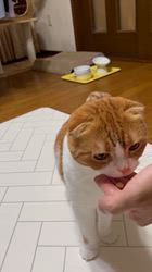 纐纈亮二ブリーダーからお迎えしたスコティッシュフォールド：ゆいちゃん