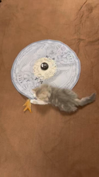 加藤茂樹ブリーダーからお迎えしたスコティッシュフォールド：ちょむすけくん