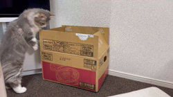 加藤茂樹ブリーダーからお迎えしたスコティッシュフォールド：ちょむすけくん