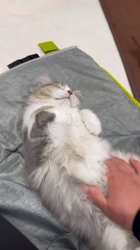 加藤茂樹ブリーダーからお迎えしたスコティッシュフォールド：ちょむすけくん