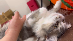 加藤茂樹ブリーダーからお迎えしたスコティッシュフォールド：ちょむすけくん