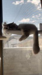 加藤茂樹ブリーダーからお迎えしたスコティッシュフォールド：ちょむすけくん