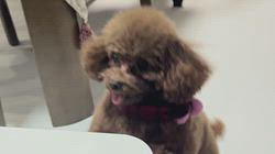 大山みゆきブリーダーからお迎えしたトイプードル：愛ちゃん